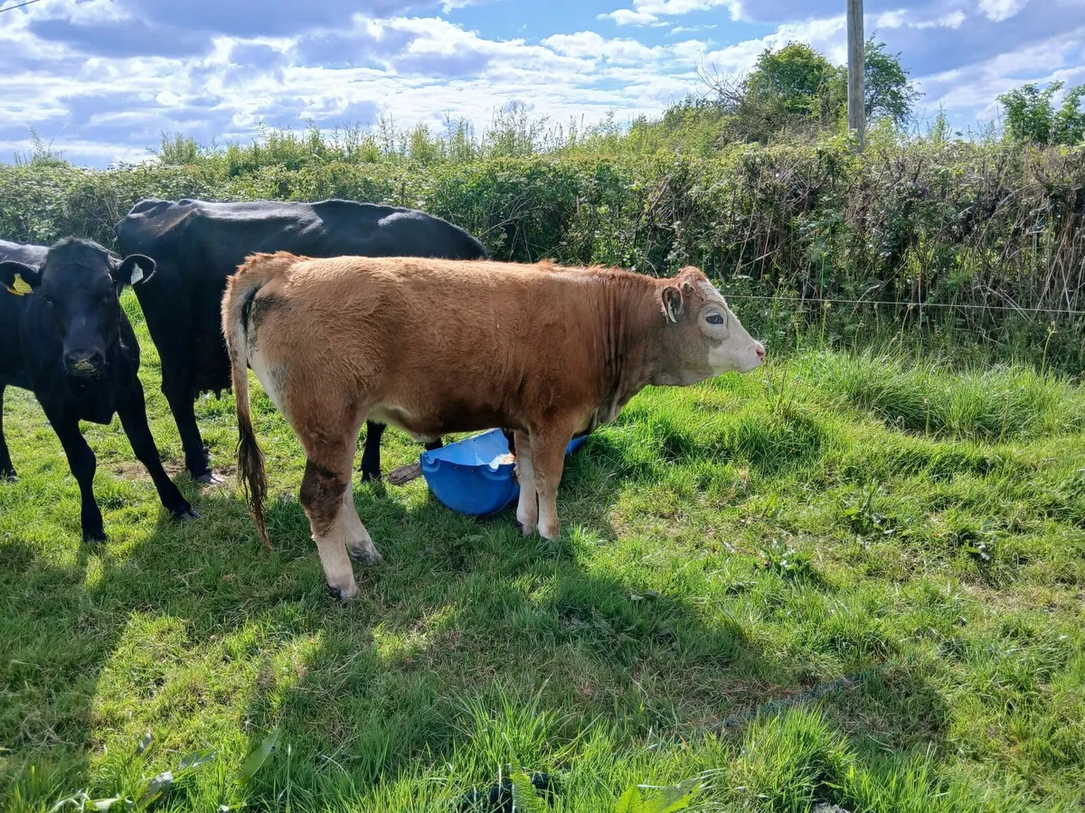 Yearling heifers - Image 3