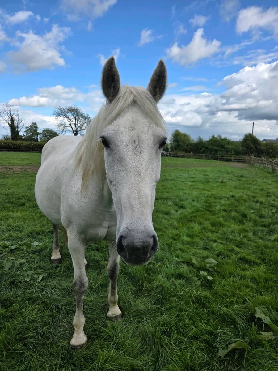 Irish Draught Brood Mare - Image 1