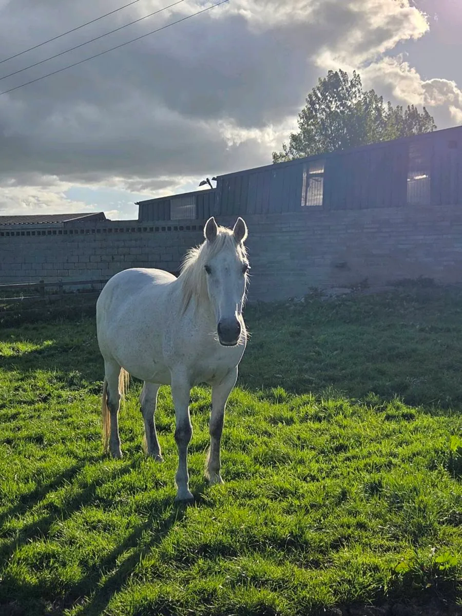 Irish Draught Brood Mare - Image 2