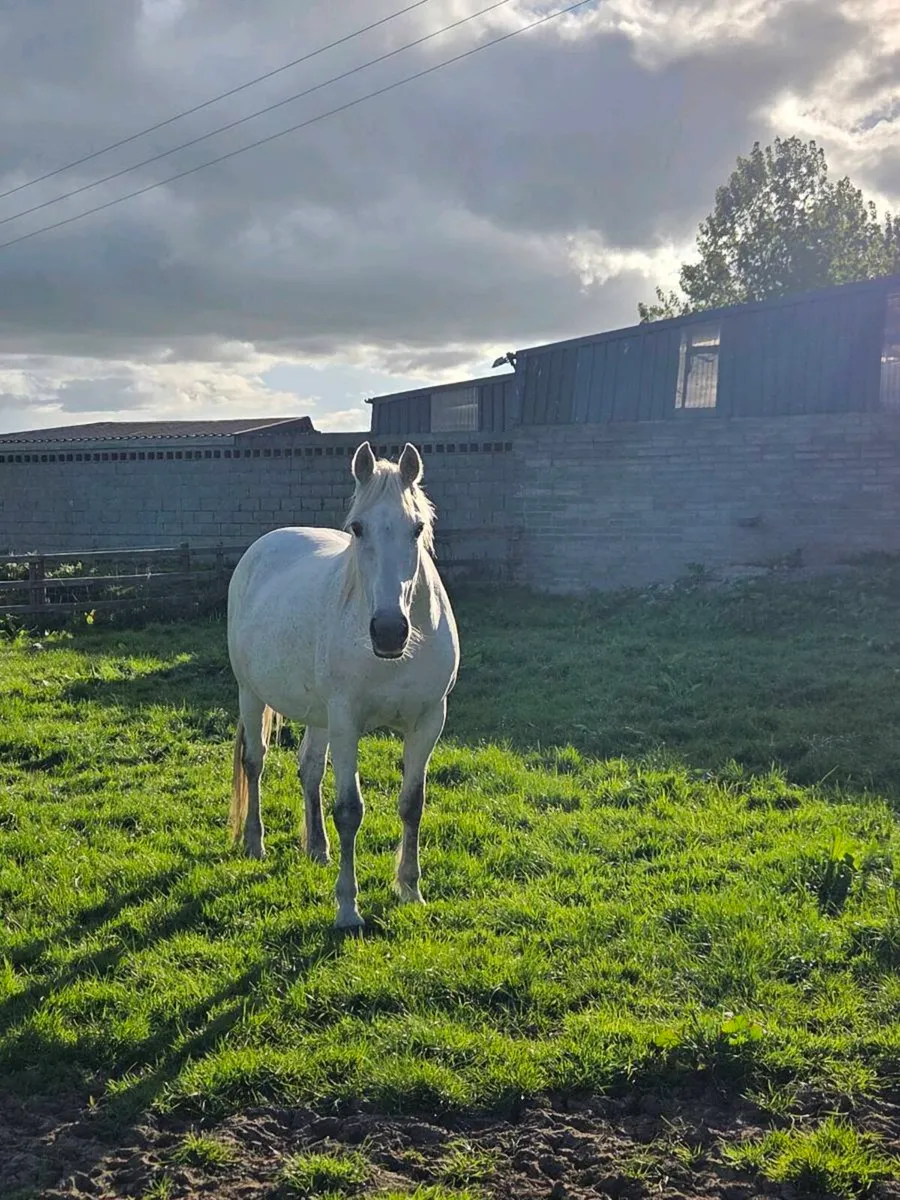Irish Draught Brood Mare - Image 3