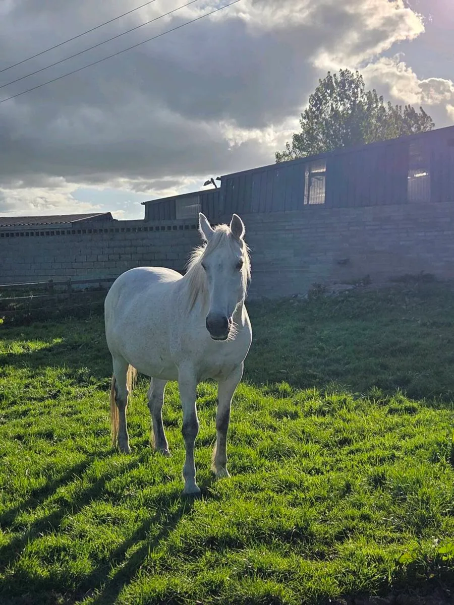 Irish Draught Brood Mare - Image 4