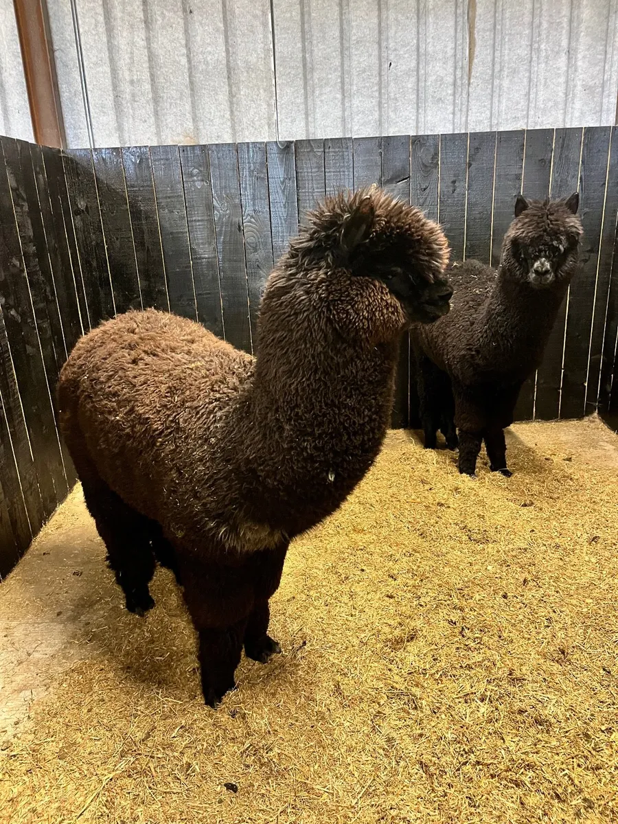 2 Male Alpacas - Image 1