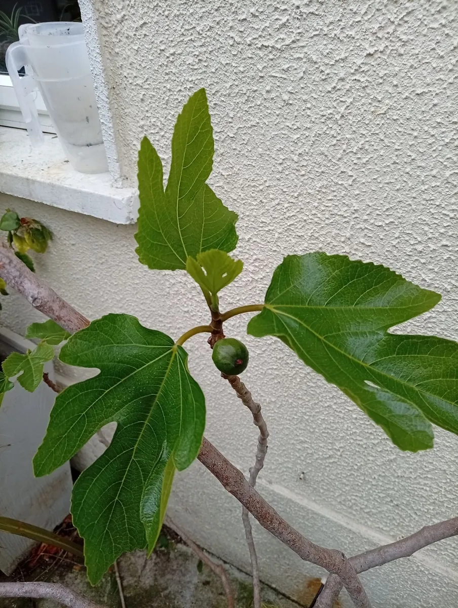 Fig Tree - Image 2