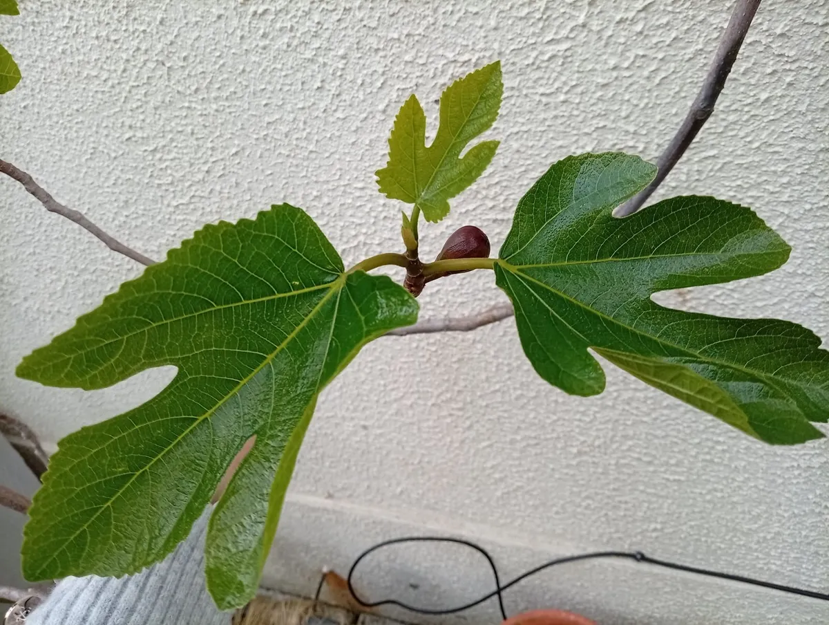 Fig Tree - Image 1