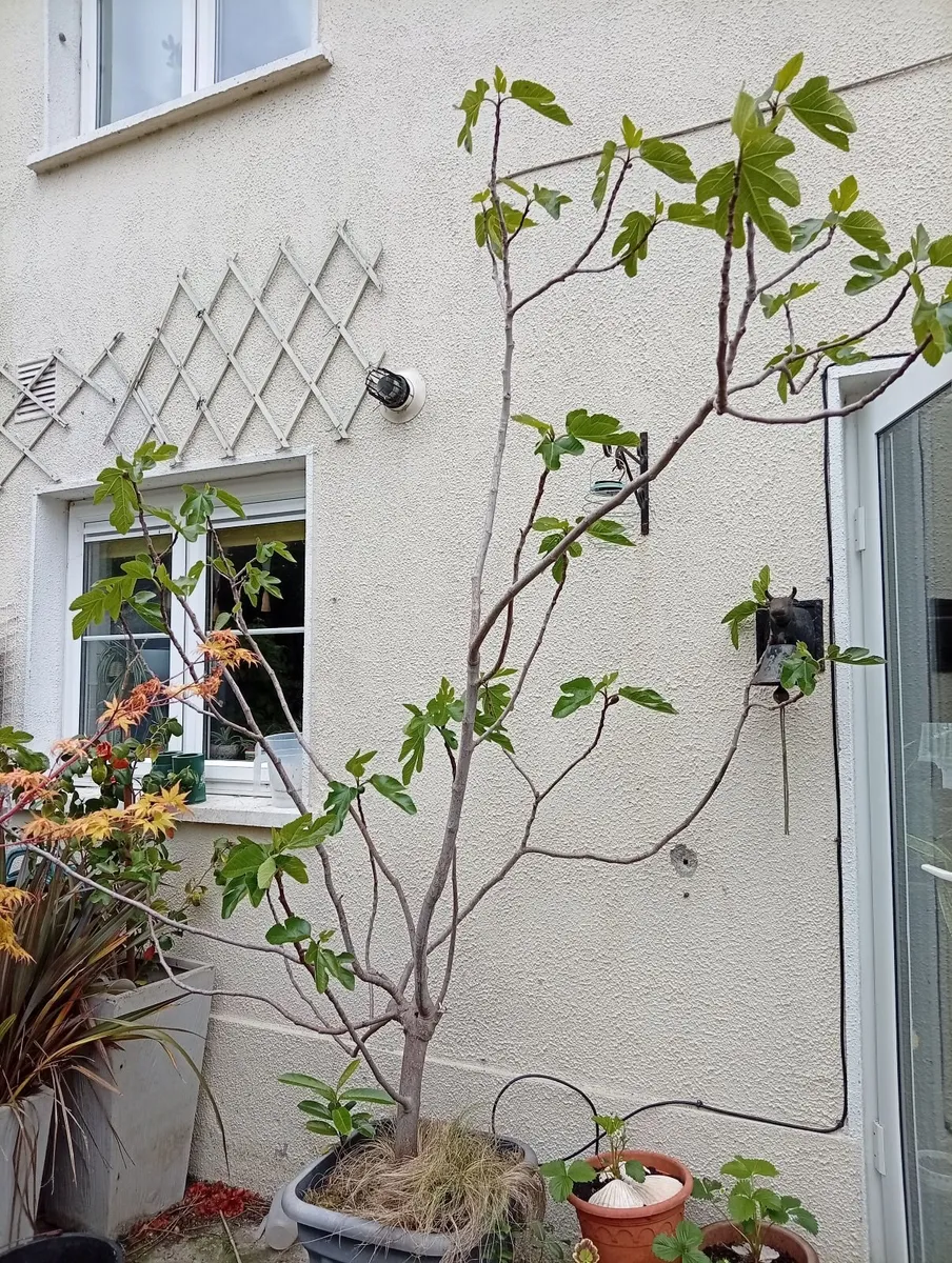 Fig Tree - Image 3