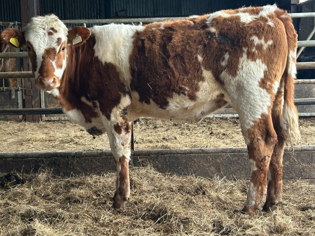 6 smashing heifers - Image 3