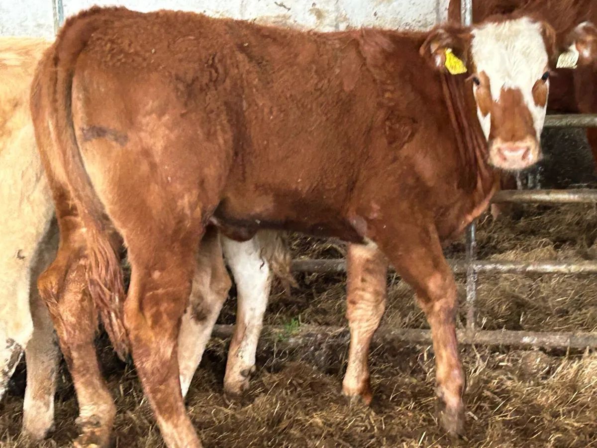 6 smashing heifers - Image 2