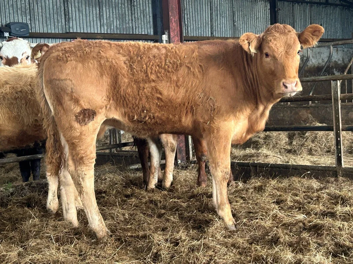 6 smashing heifers - Image 4