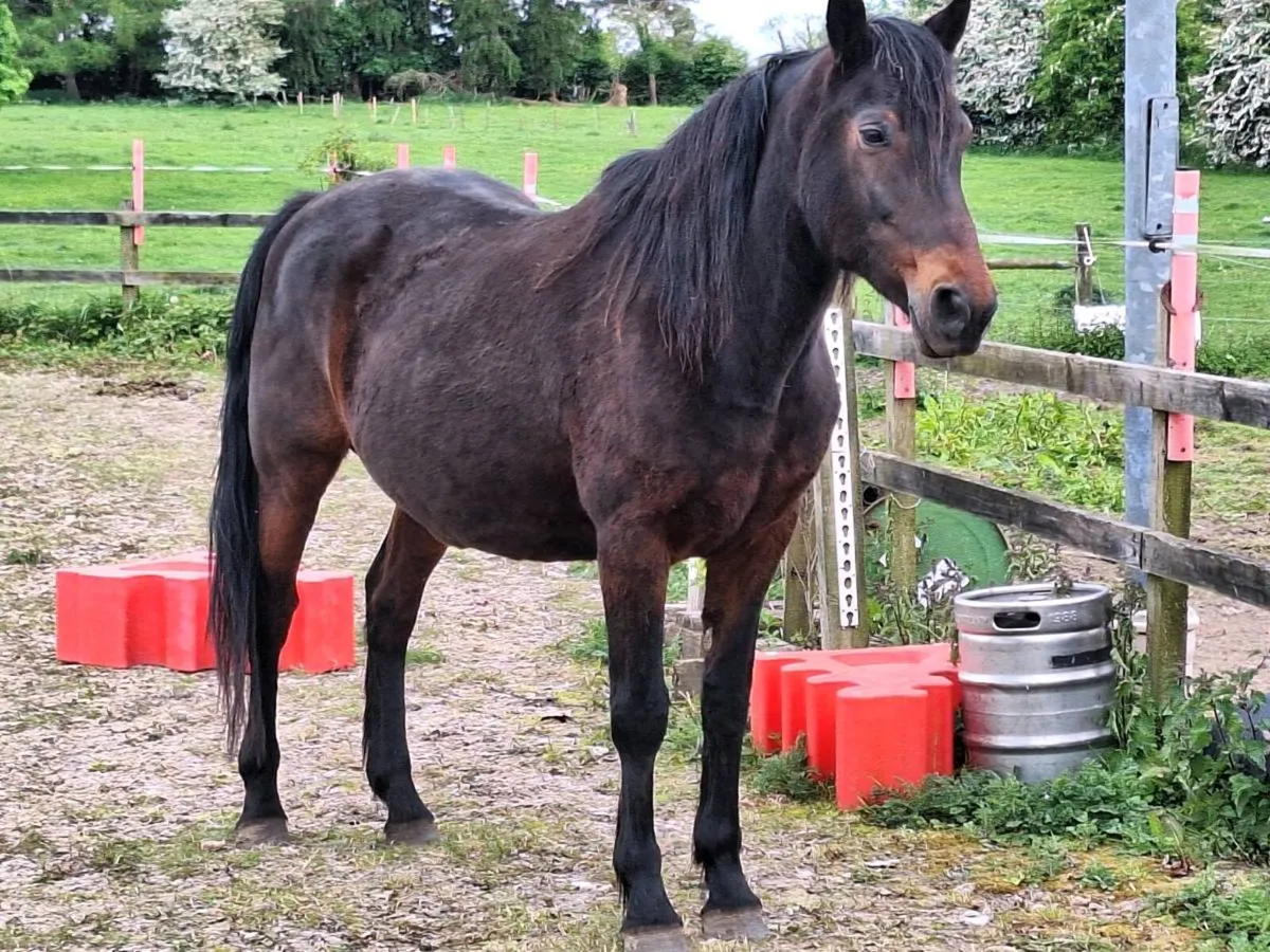 Broodmare for sale - Image 2