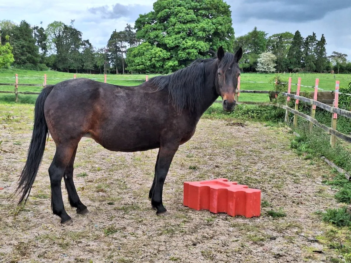 Broodmare for sale - Image 3