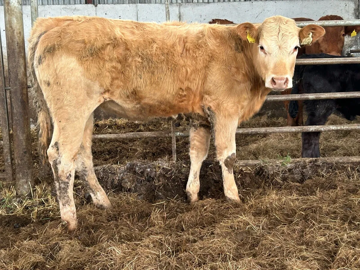 6 smashing heifers - Image 1