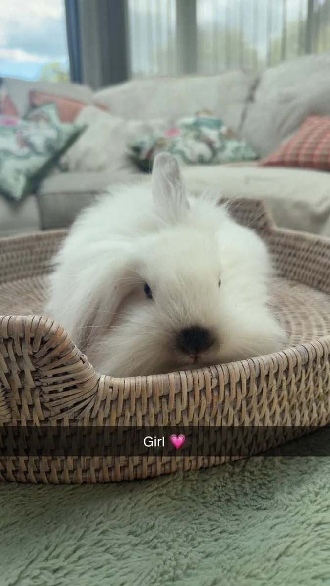 Gorgeous baby bunnies 💗 🐰 - Image 1