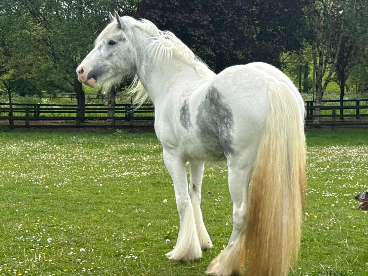 16hh Mare - Image 2