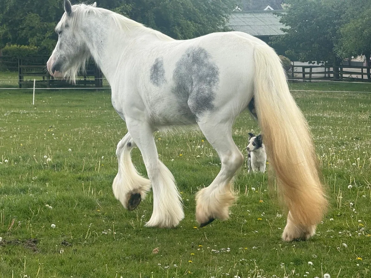 16hh Mare - Image 3