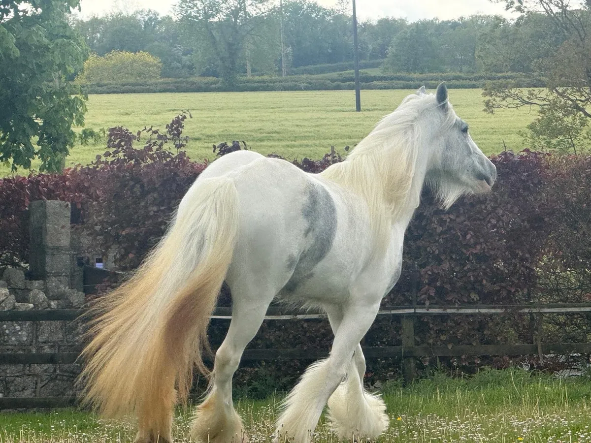 16hh Mare - Image 4