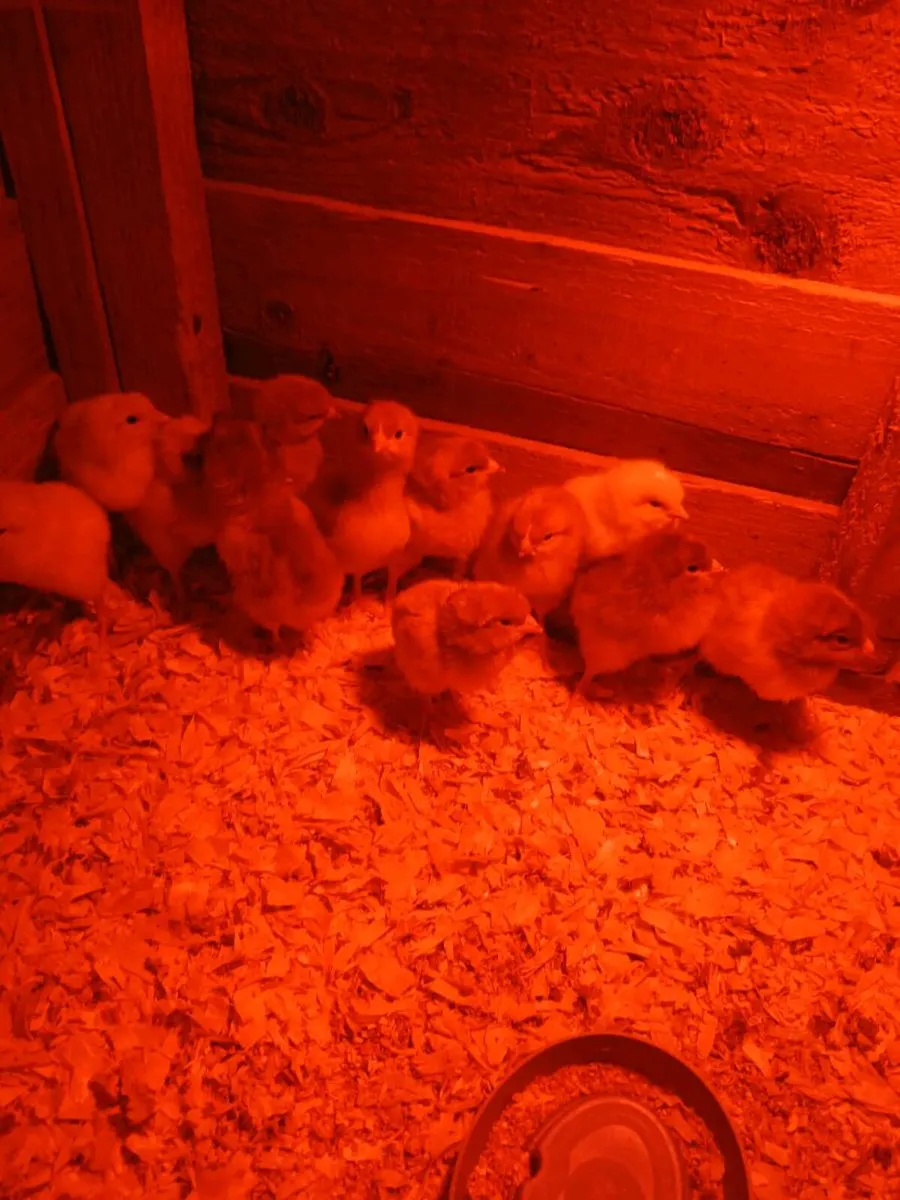 Day old chicks - Image 1