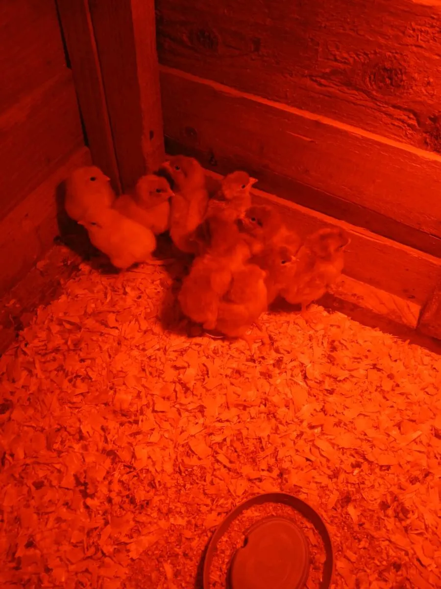Day old chicks - Image 2