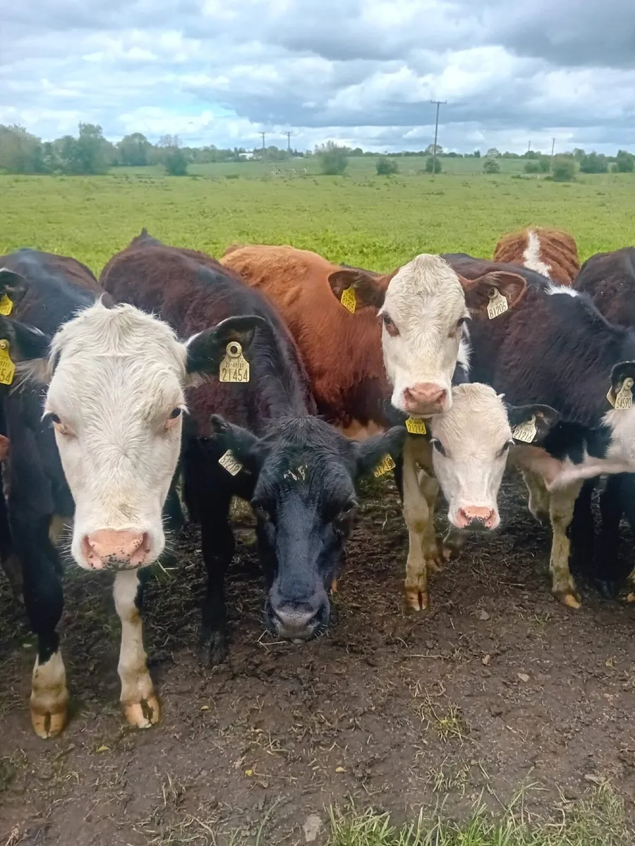 16 yearling heifers - Image 4