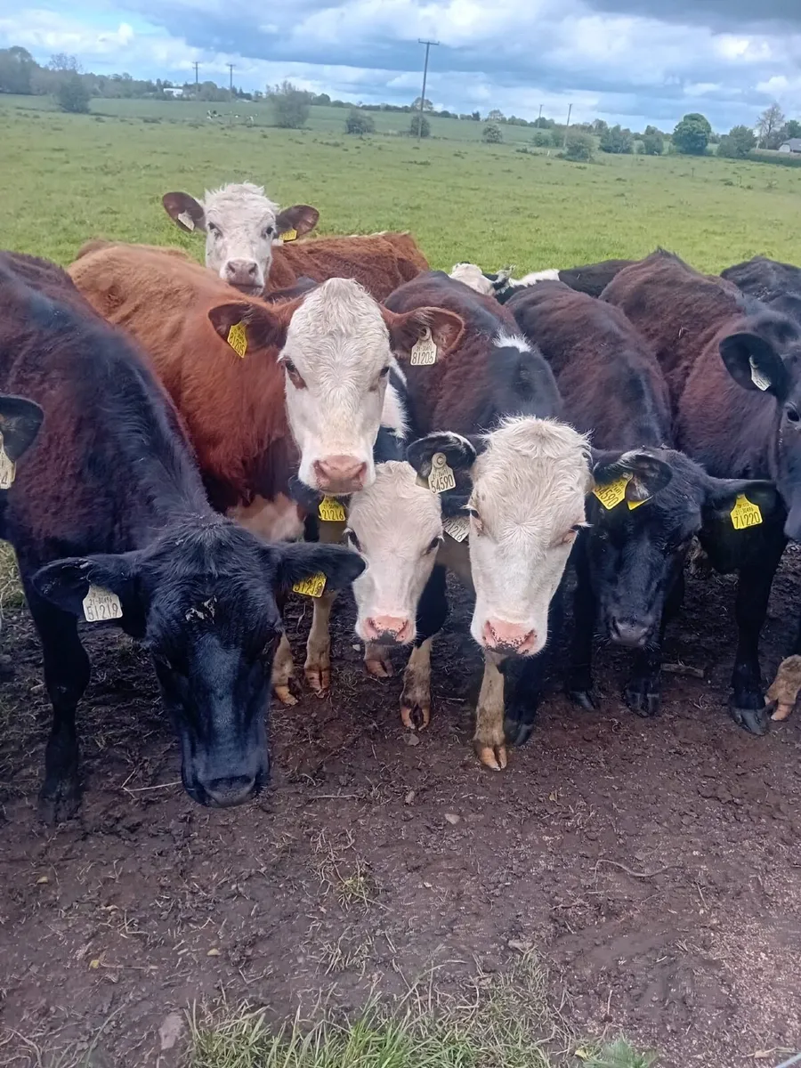 16 yearling heifers - Image 3
