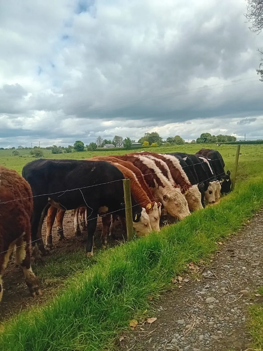 16 yearling heifers - Image 2