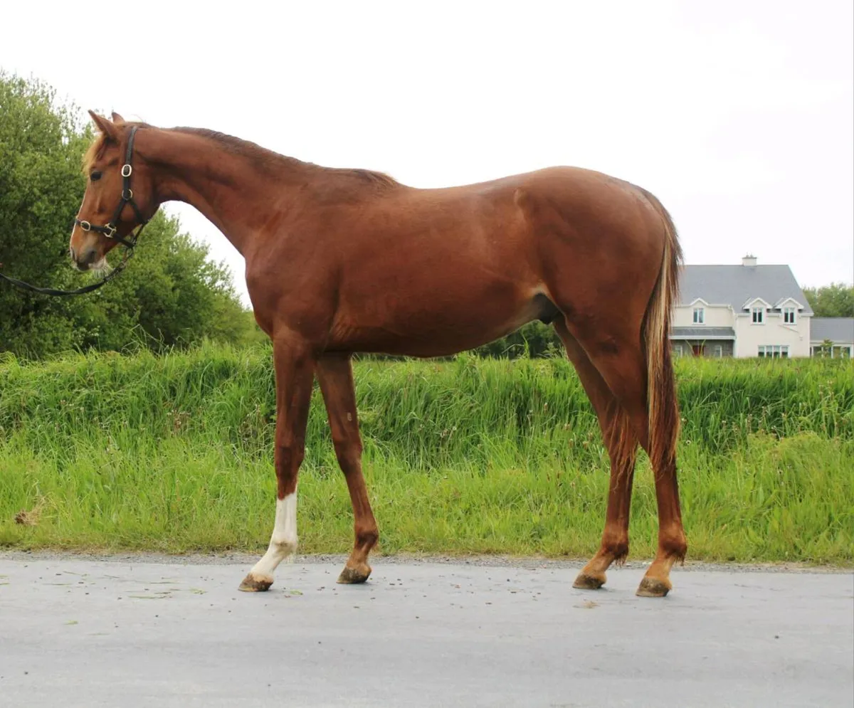 Yearling ISH colt - Image 1