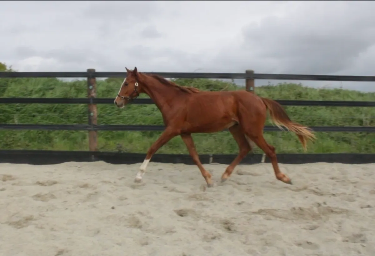 Yearling ISH colt - Image 3