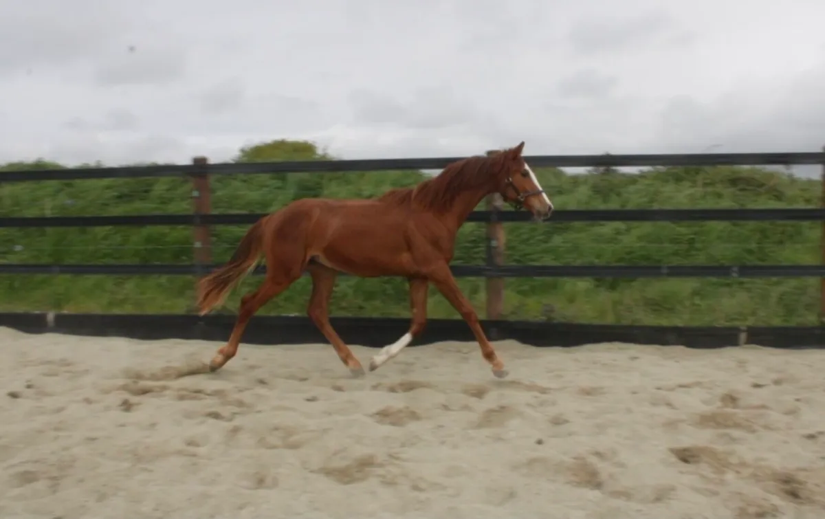 Yearling ISH colt - Image 4