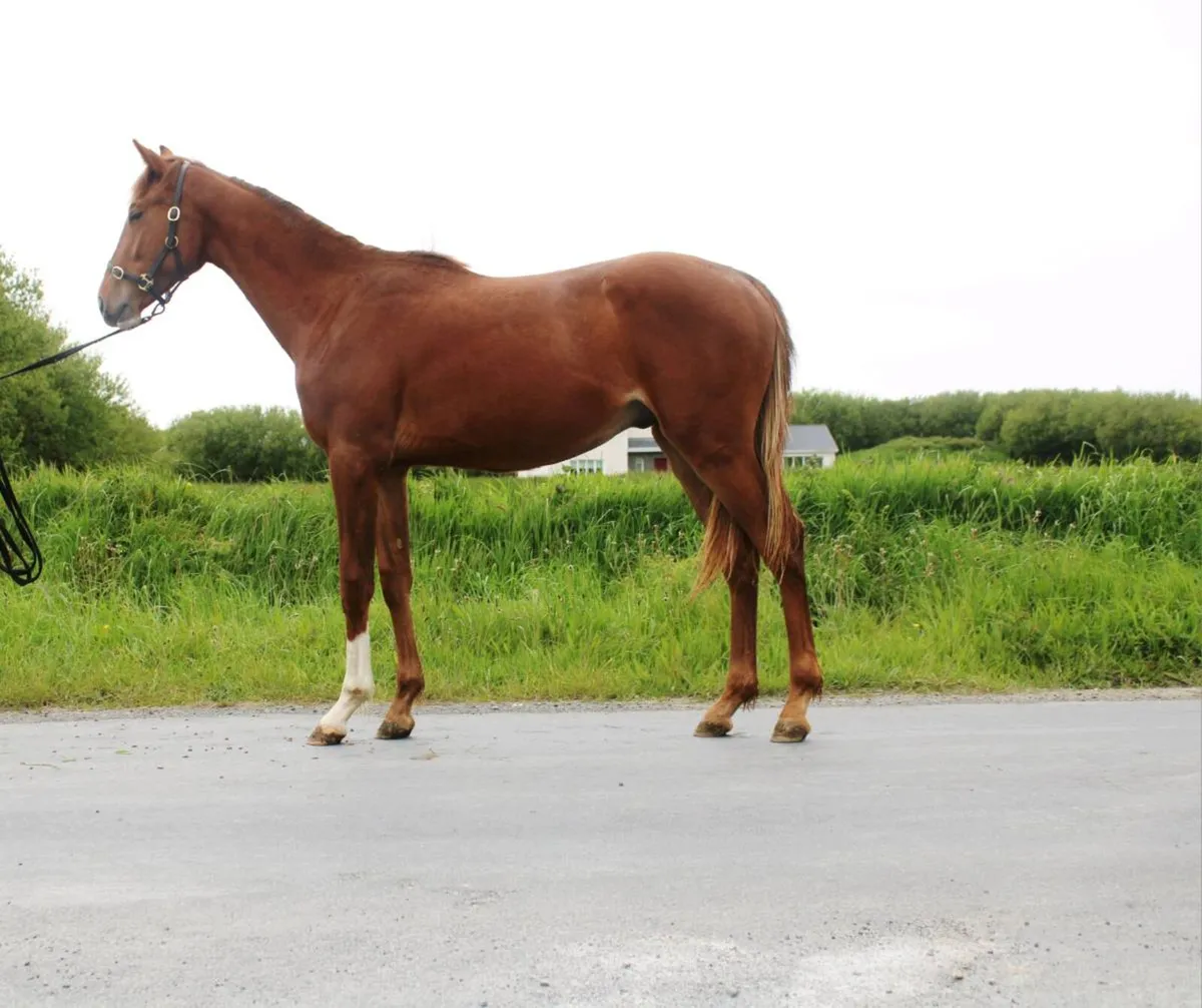 Yearling ISH colt - Image 2