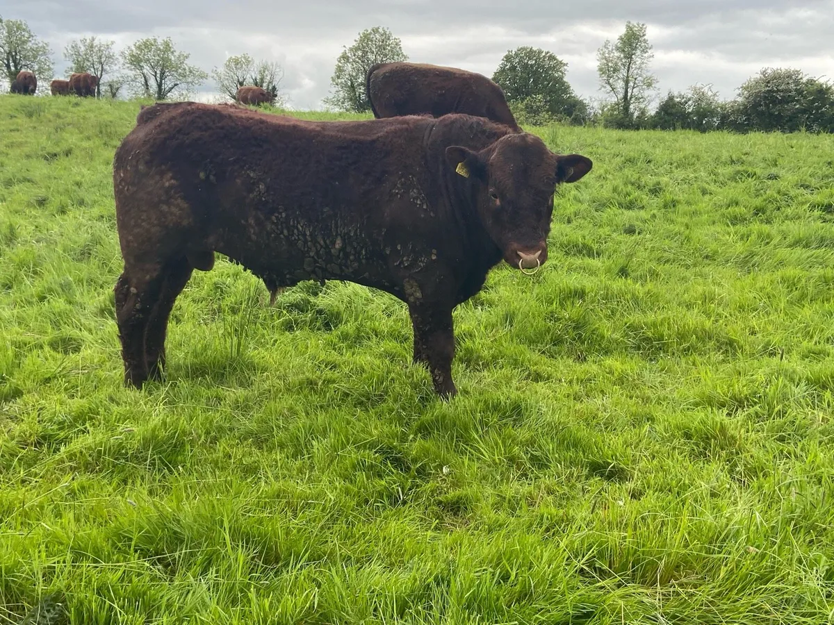 Saler Bull for Sale - Image 3