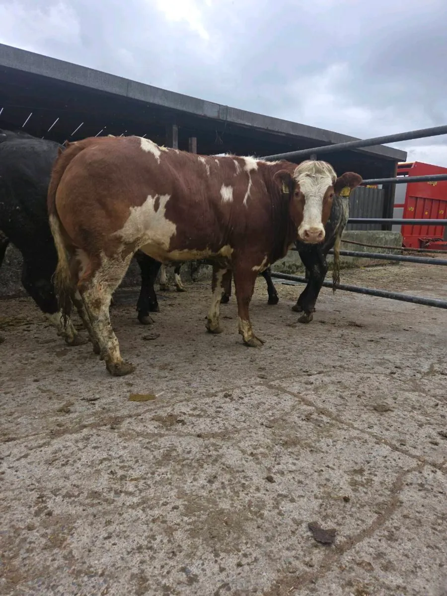 7 Heifers for ballinasloe mart 16th may - Image 1