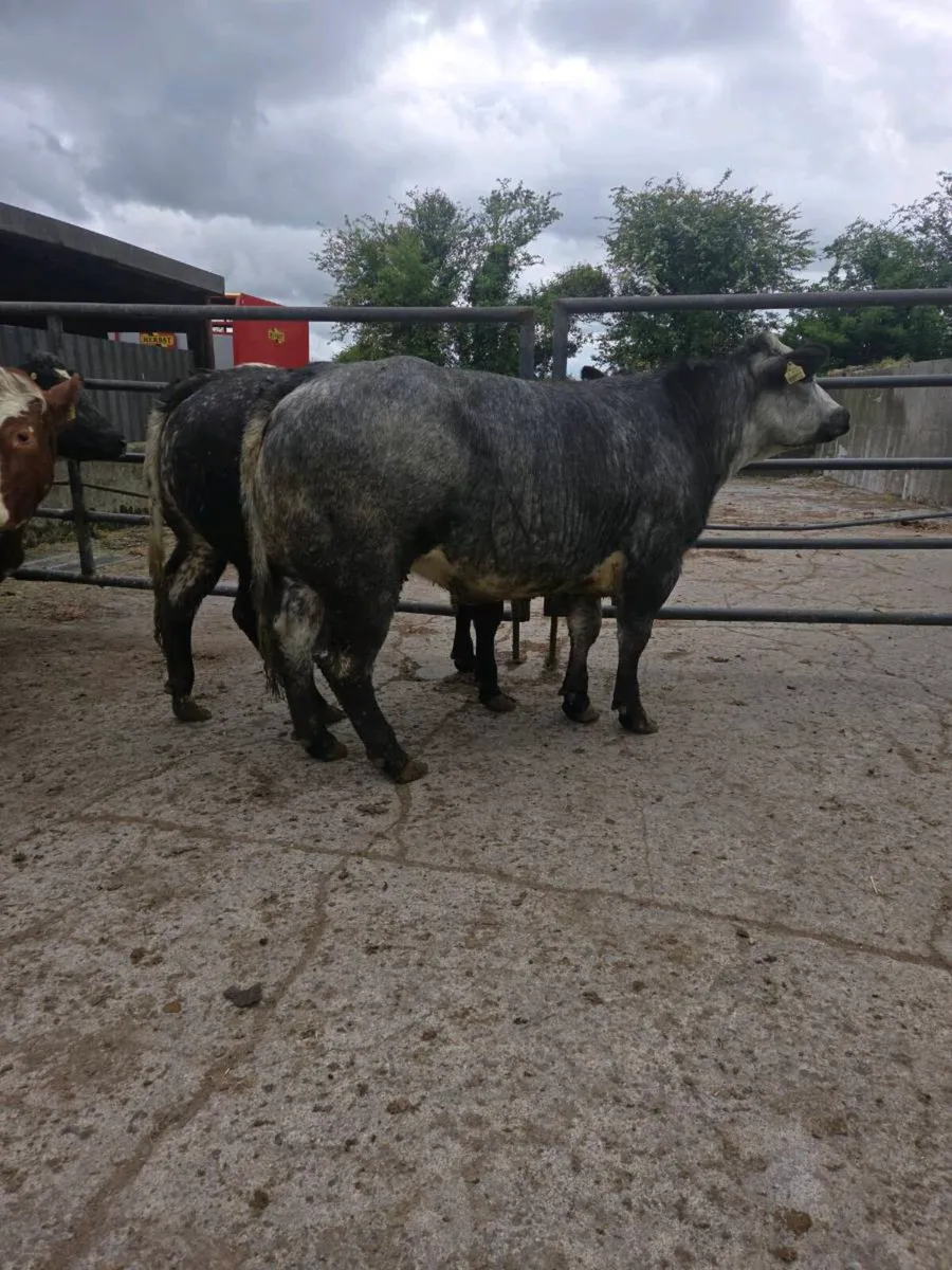 7 Heifers for ballinasloe mart 16th may - Image 2