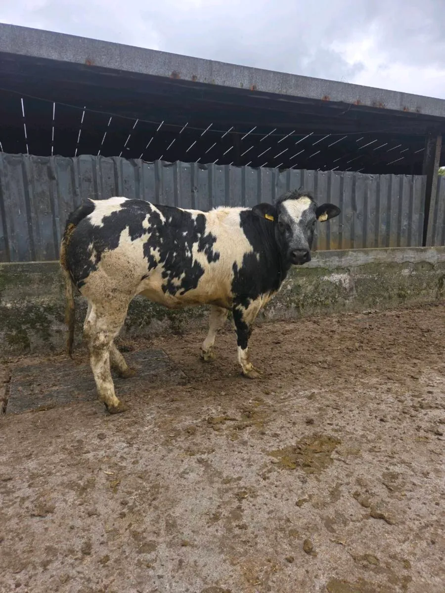 7 Heifers for ballinasloe mart 16th may - Image 3