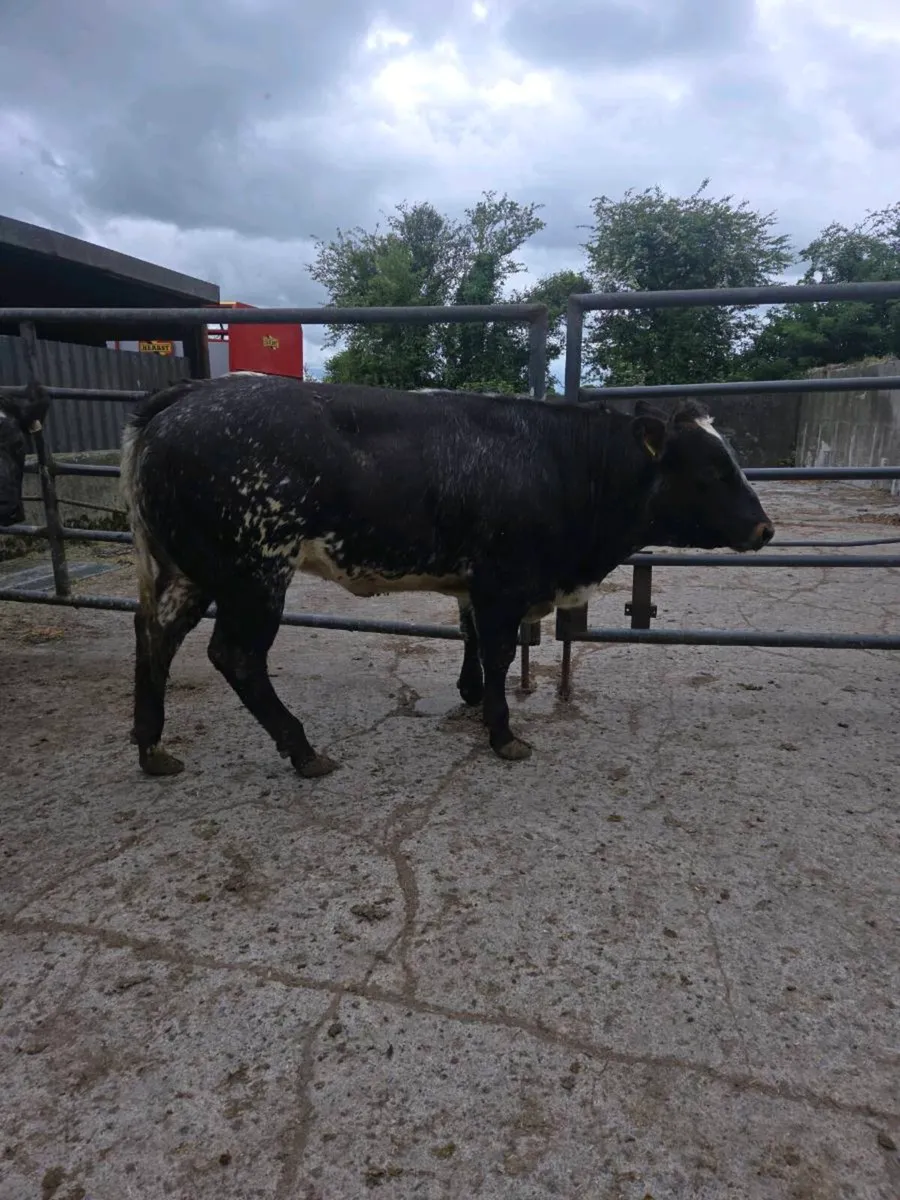 7 Heifers for ballinasloe mart 16th may - Image 4