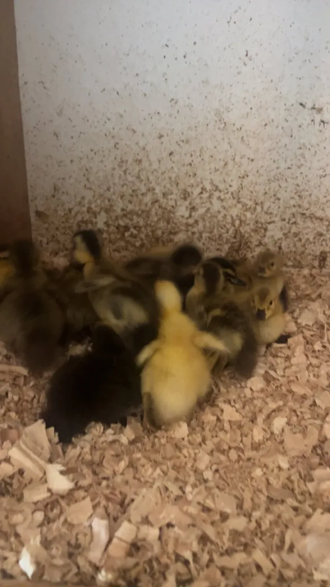 DAY OLD DUCKLINGS AVAILABLE - Image 3