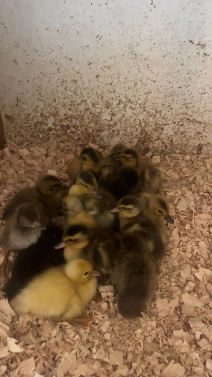 DAY OLD DUCKLINGS AVAILABLE - Image 1