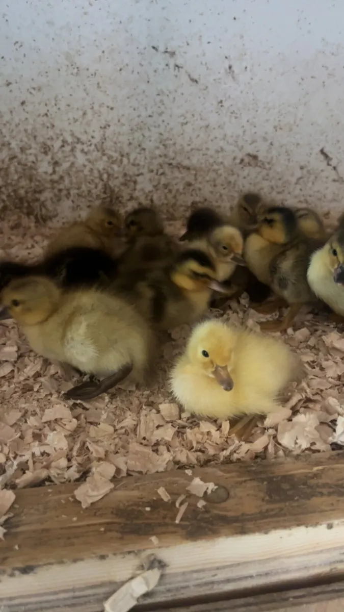 DAY OLD DUCKLINGS AVAILABLE - Image 2