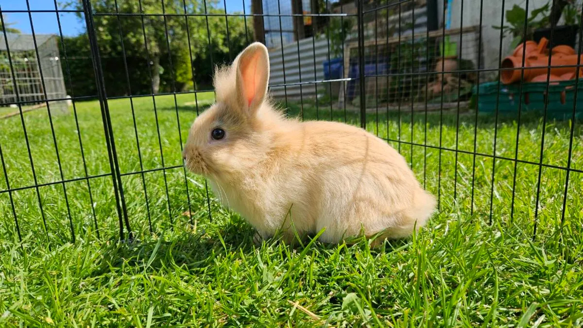 Gorgeous baby bunnies for sale! 🐰💕 - Image 4