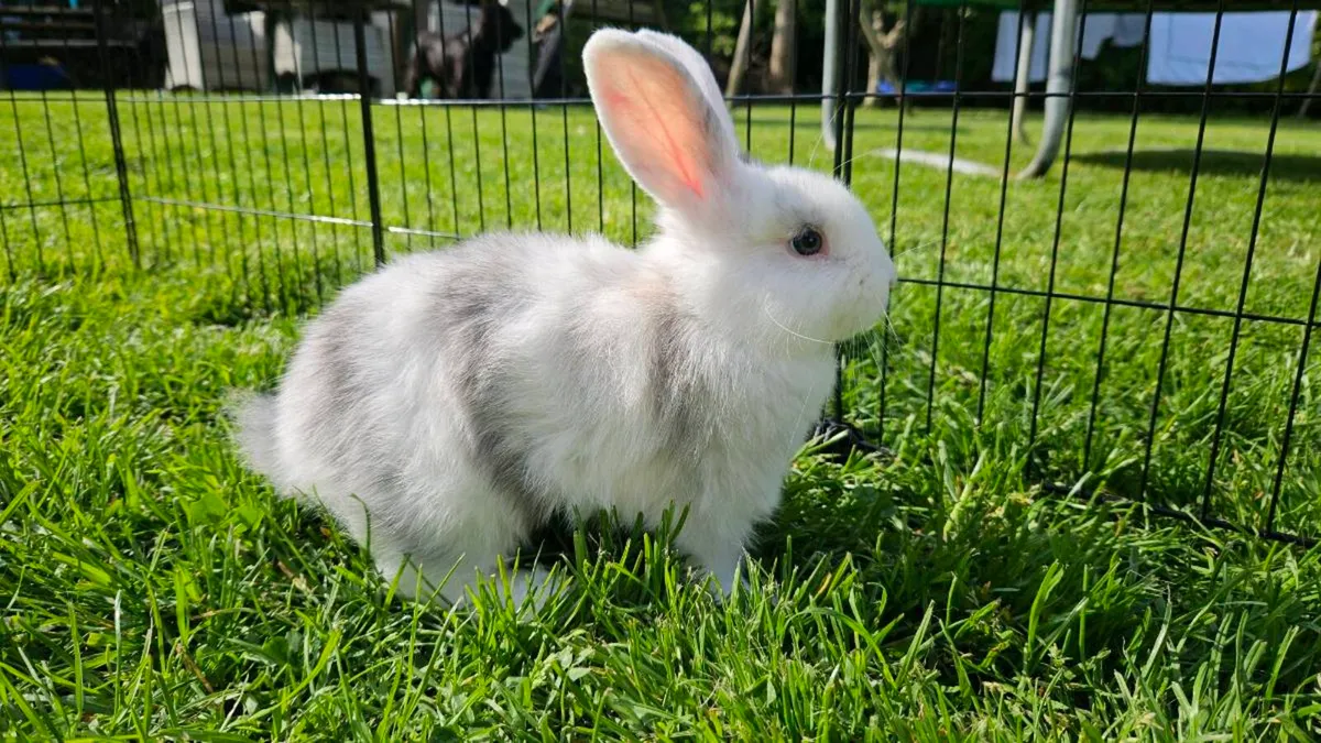 Gorgeous baby bunnies for sale! 🐰💕 - Image 4