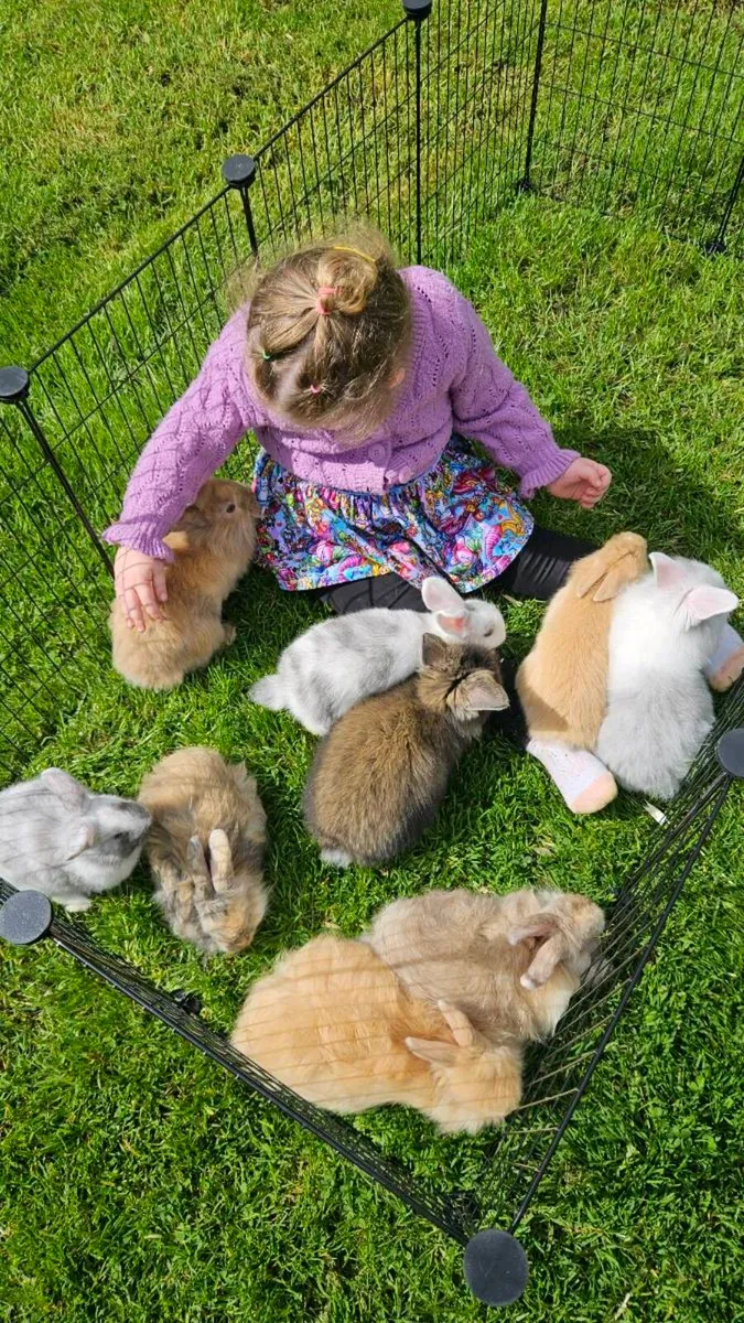 Gorgeous fluffy baby bunnies for sale! 🐰💕 - Image 1
