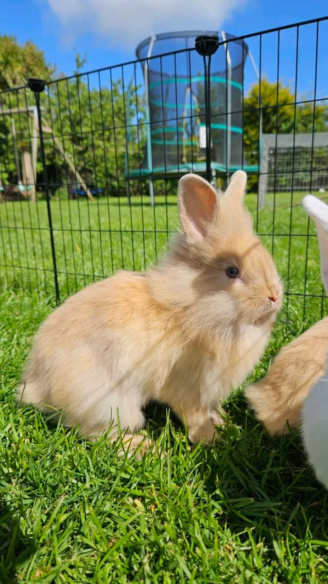 Gorgeous baby bunnies for sale! 🐰💕 - Image 1