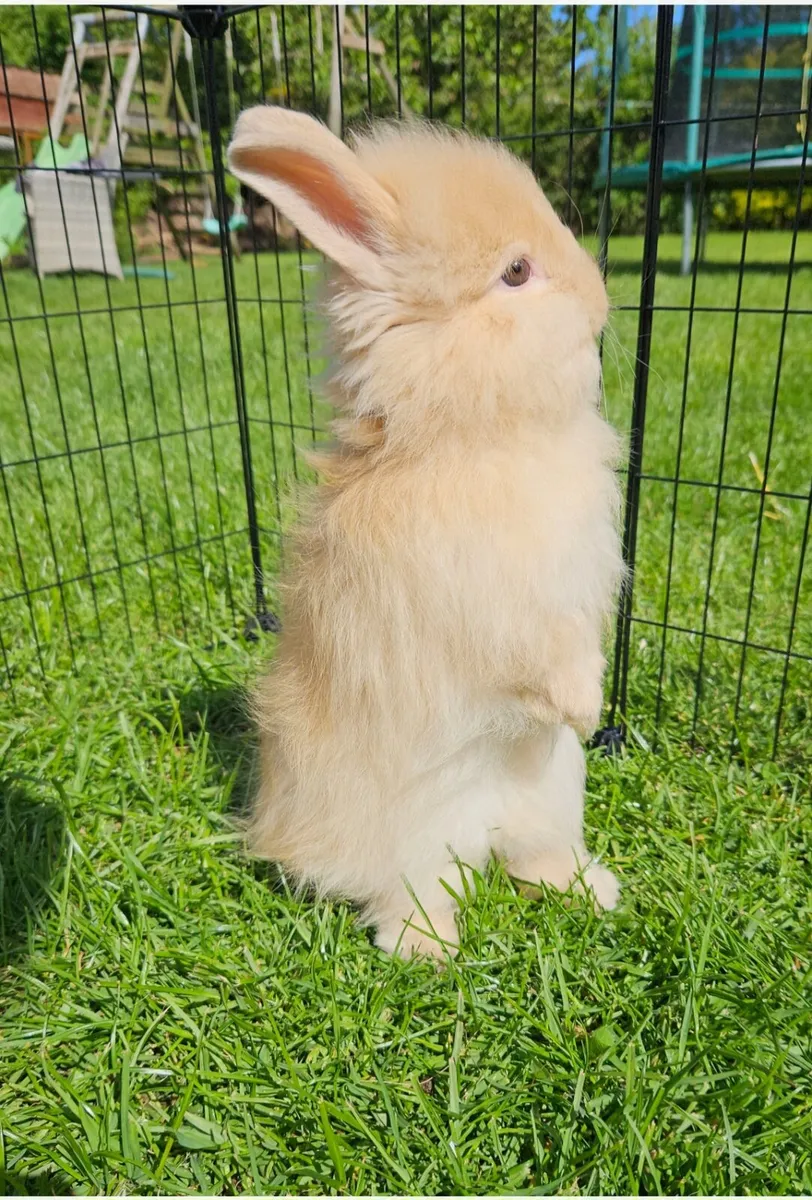 Gorgeous baby bunnies for sale! 🐰💕 - Image 2