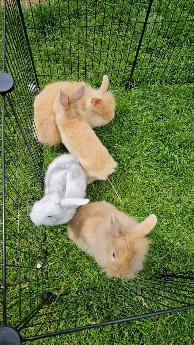 Gorgeous baby bunnies for sale! 🐰💕 - Image 3