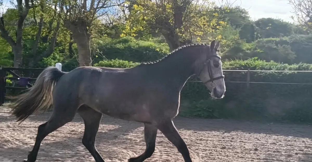 15.3 Connemara x ISH Gelding Clifden saturday - Image 2