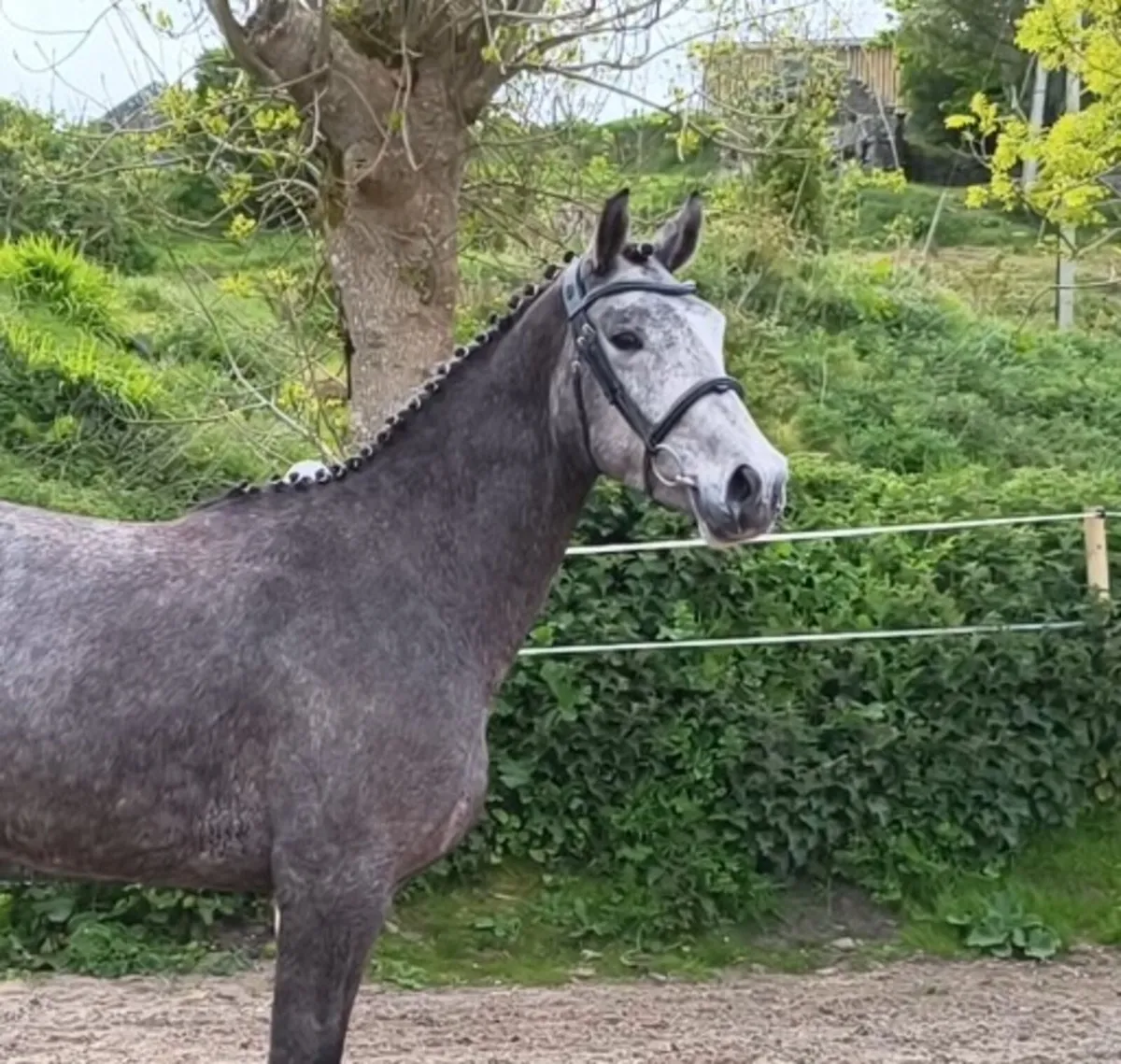 15.3 Connemara x ISH Gelding Clifden saturday - Image 1