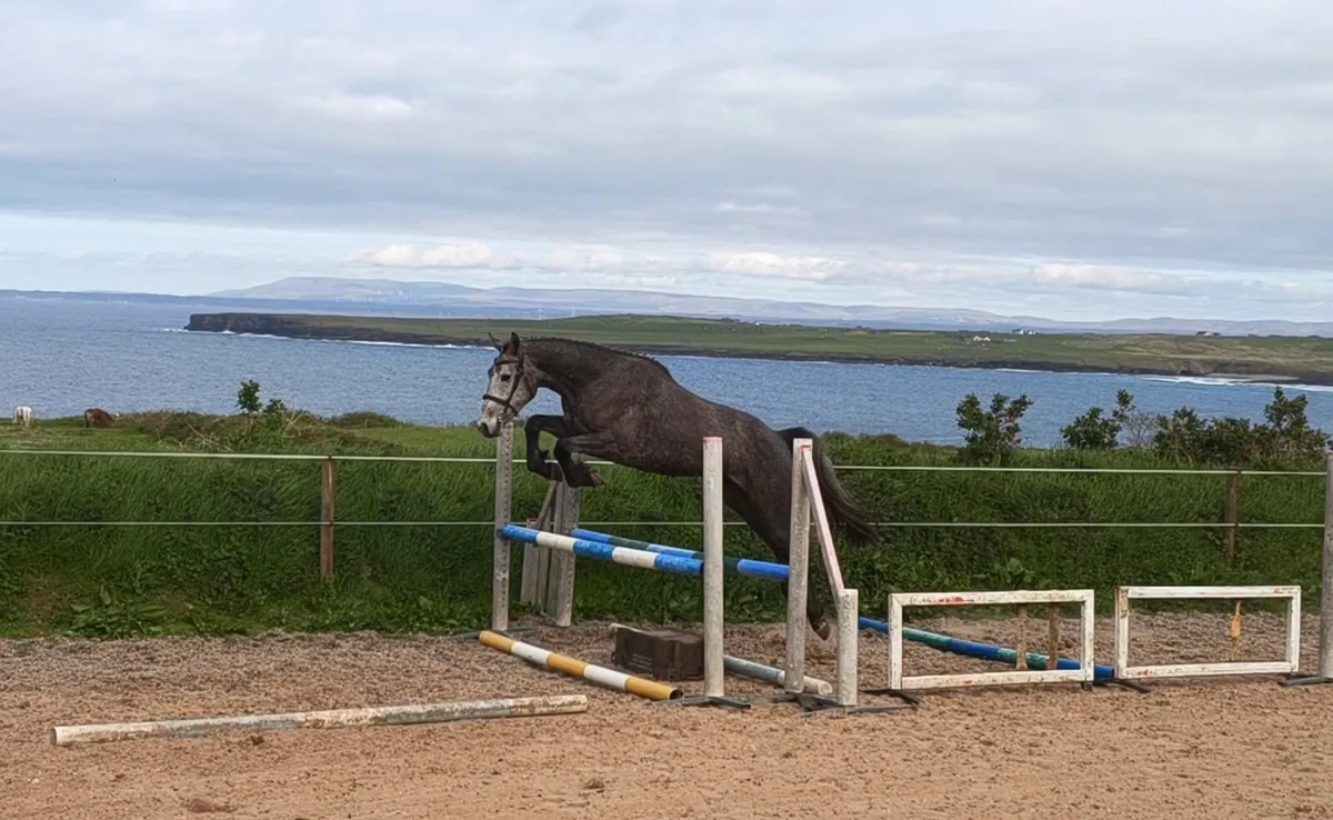 15.3 Connemara x ISH Gelding Clifden saturday - Image 3
