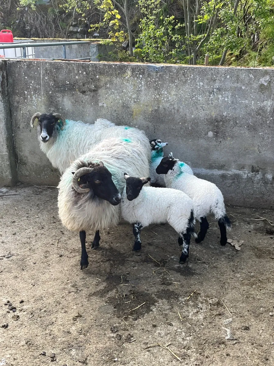 2 ewes 3 lambs - Image 1