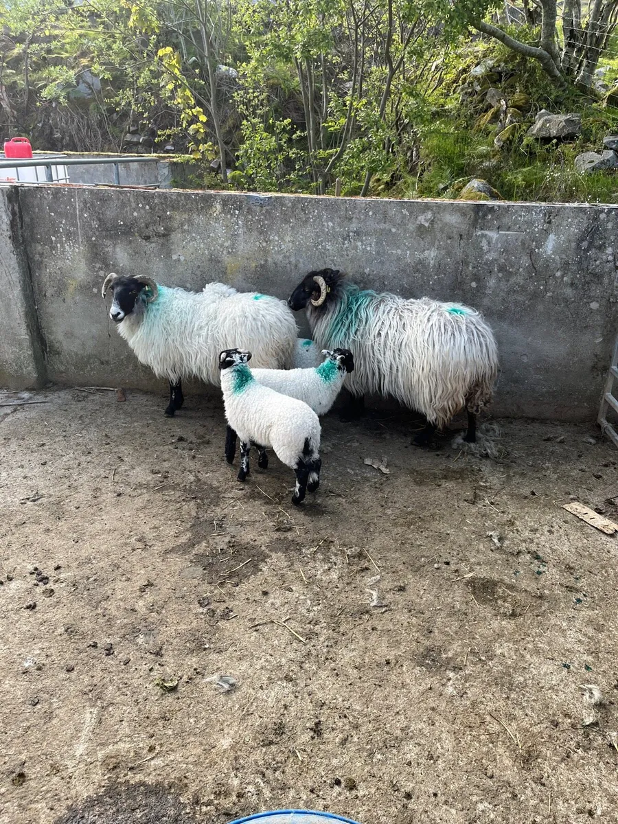 2 ewes 3 lambs - Image 3