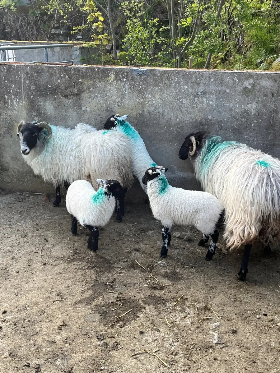 2 ewes 3 lambs - Image 4