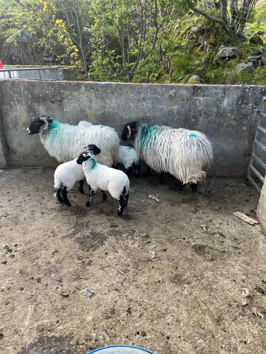 2 ewes 3 lambs - Image 2