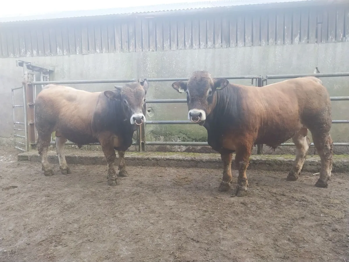 Aubrac Bulls - Image 2